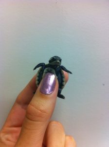 Baby Yellow faced turtle