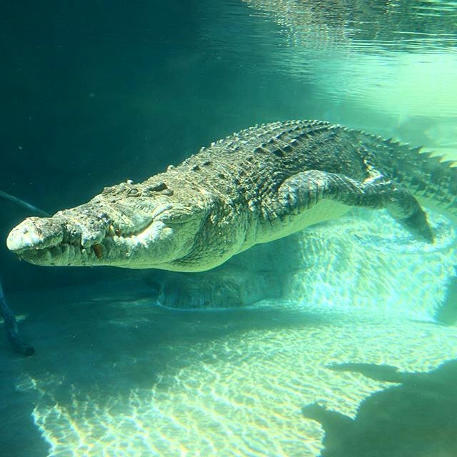 Croccove  A Year with the Reptiles at Crocosaurus Cove